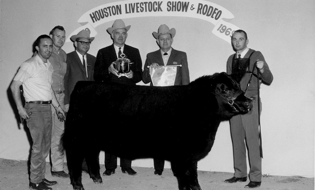 1969 Grand Champion Steer Photo Courtesy Of The Portal To Texas History