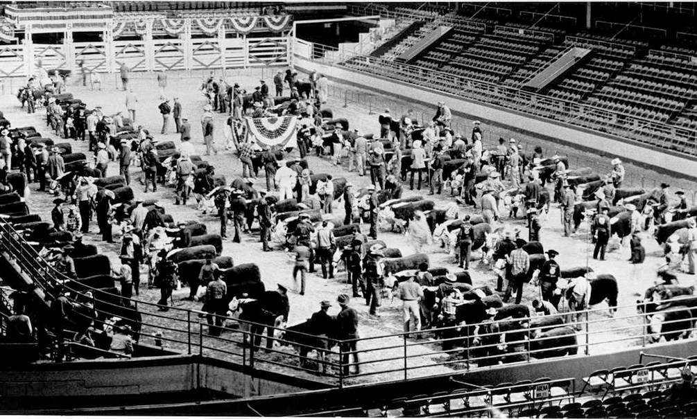 Steers And Owners Line Up In Sam Houston Coliseum For Judging Photo By Frank Pusateri Hc Staff