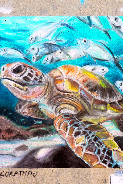 Sea Turtle By Alexandra Kontrimas For Adams Family Photo By Michael Saavedra